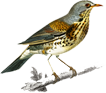 bird